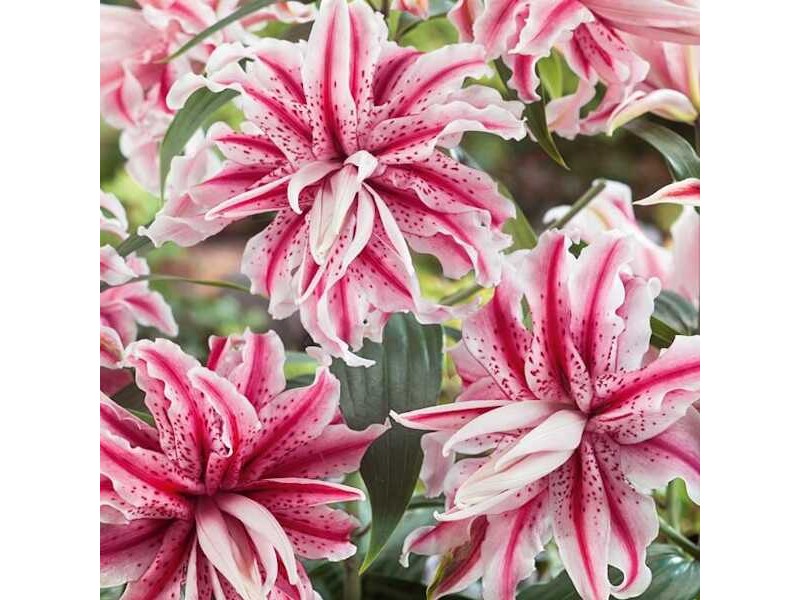 Magic Star Double Oriental Lilies (Lilium 'Magic Star')