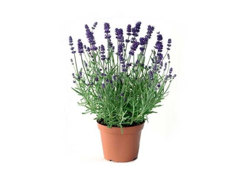 English Lavender (Lavandula angustifolia) Herb - Aromatic, Medicinal ...