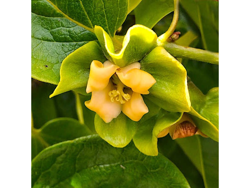 Japanese persimmon (Diospyros kaki) Flower, Leaf, Care, Uses