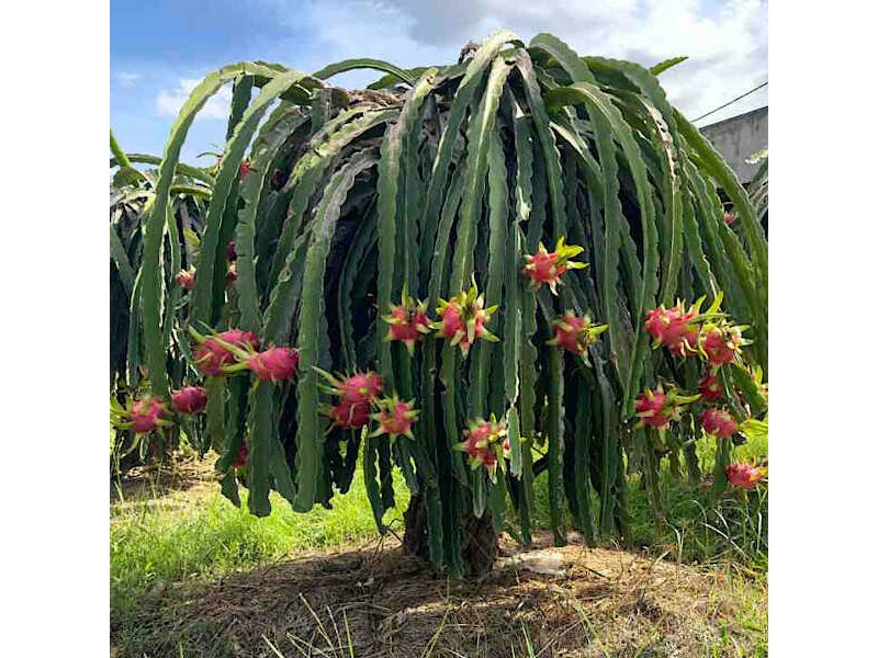 Dragon Fruit Cactus Selenicereus Undatus-Hylocereus Undatus