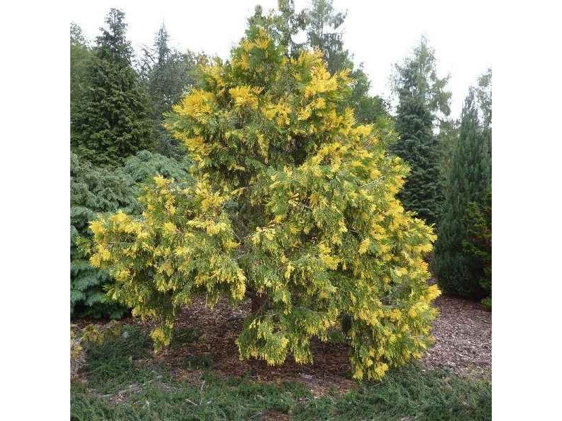 Variegated Incense Cedar Calocedrus Decurrens Aureovariegata