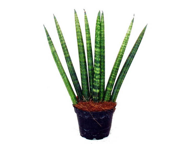 Cylindrical Snake Plant (Sansevieria cylindrica 'Fan')