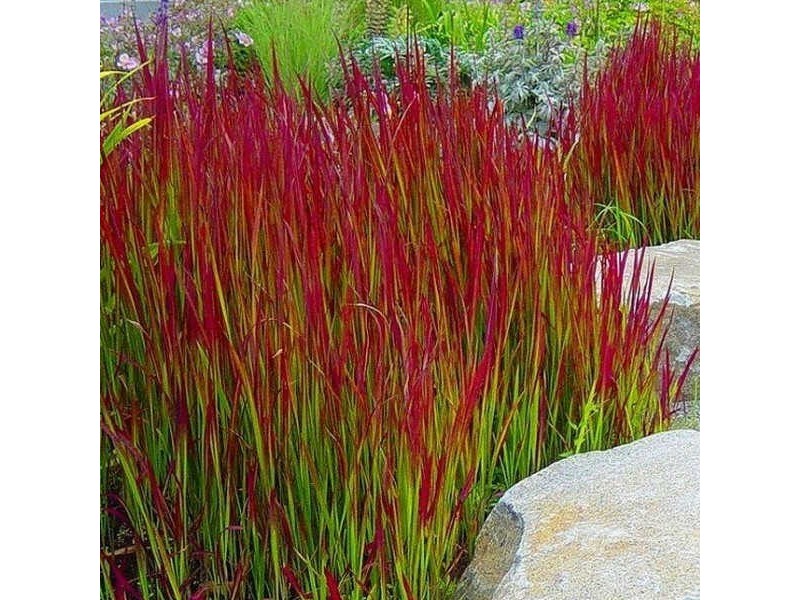 Is japanese blood grass toxic hot sale to dogs