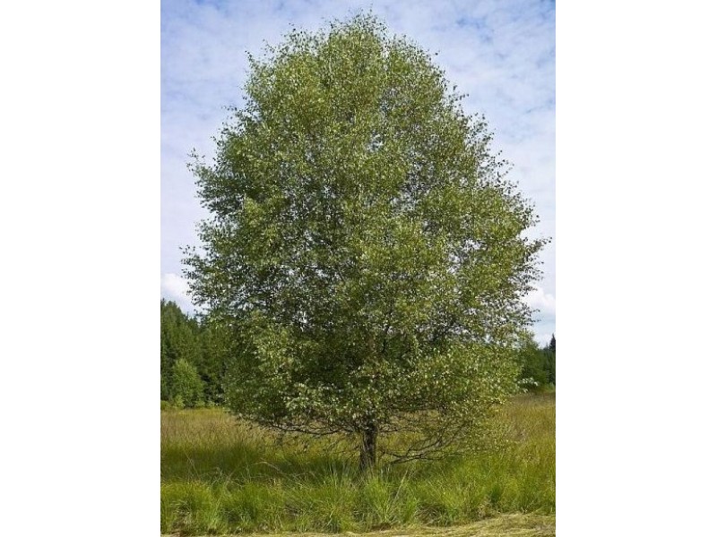 Downy Birch Tree (Betula Pubescens) | Alternate Foliage Shade Trees