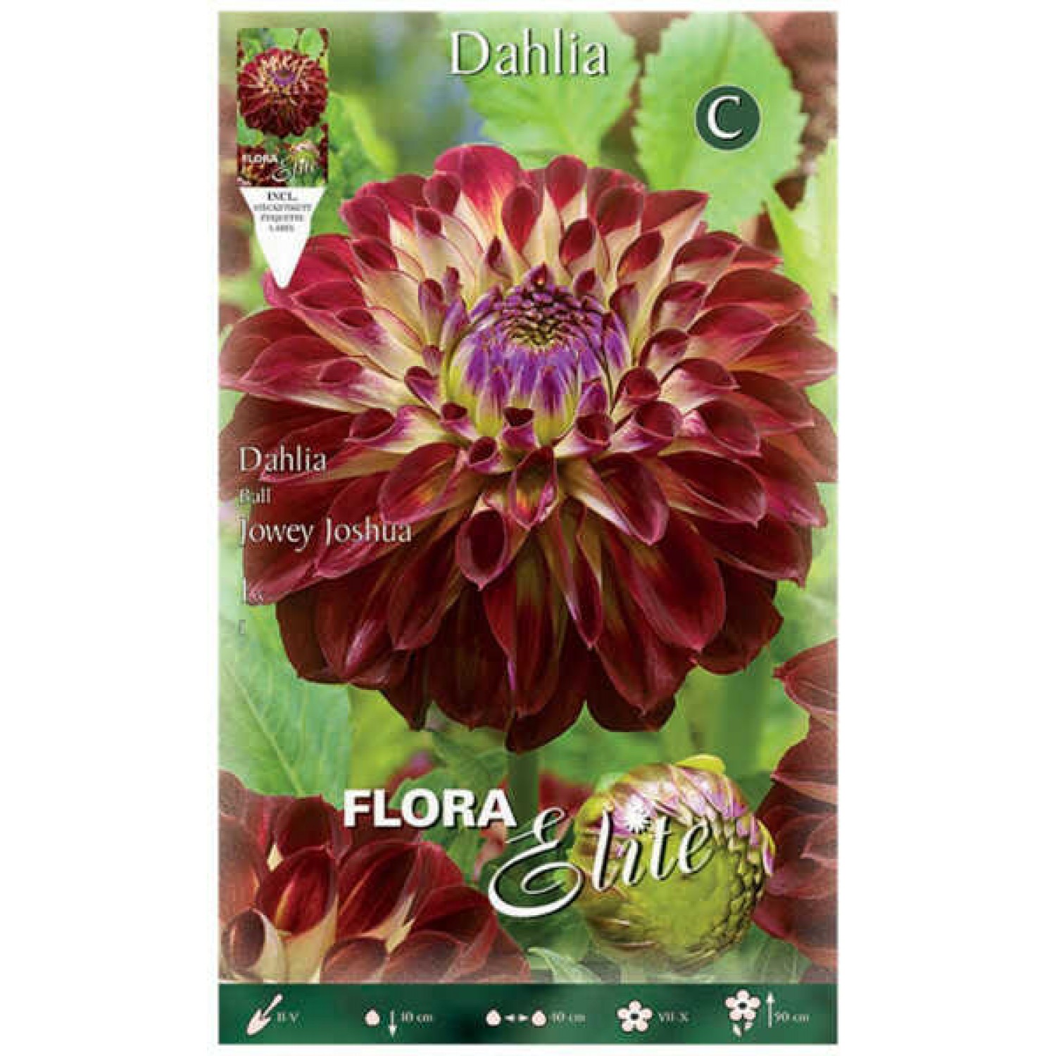 Dahlia Jowey Joshua Bicolor Bordeaux-Yellow Hybrid Tuberous