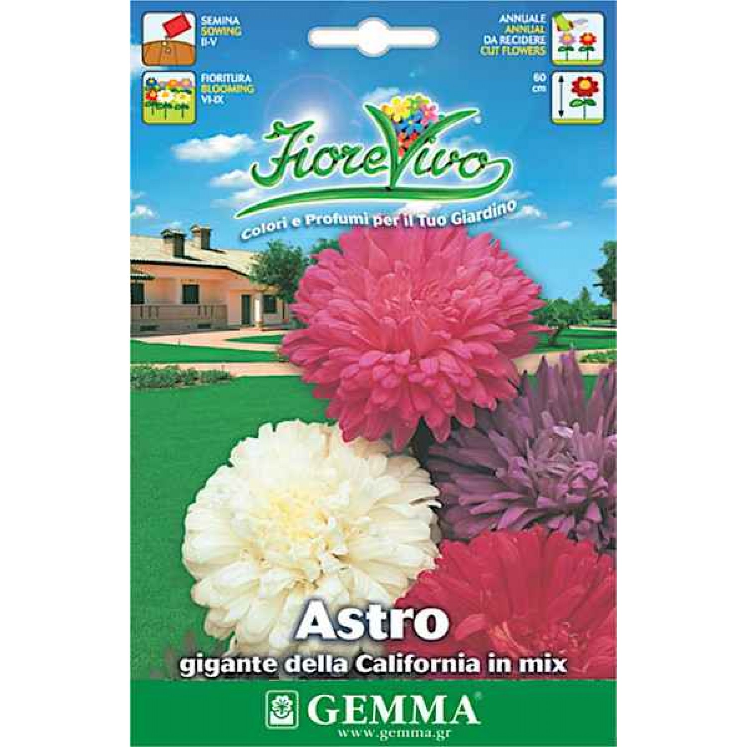 Giant Aster 70cm Mixture 1g Seeds Packet (Aster spp.)