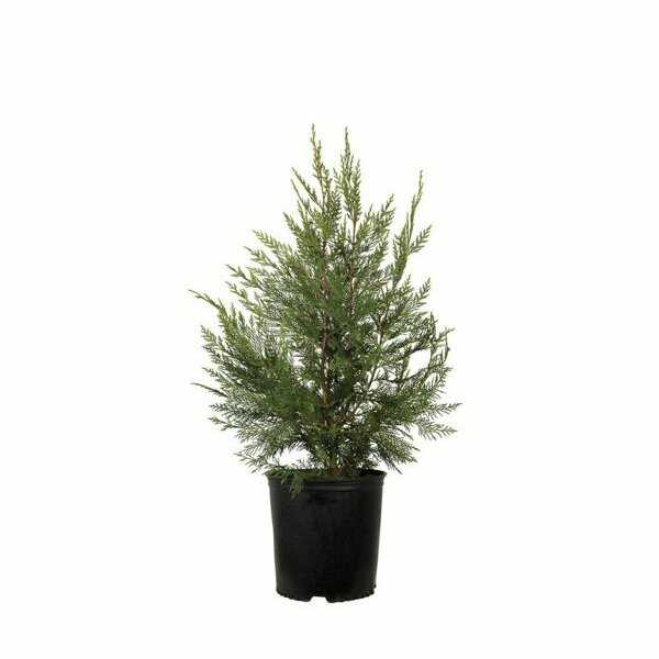 Mediterranean Cypress (Cupressus sempervirens var. horizontalis)