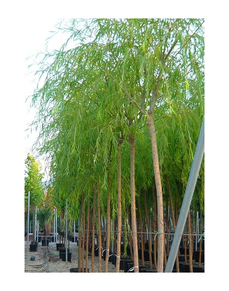 Weeping Willow Tree (Salix babylonica)