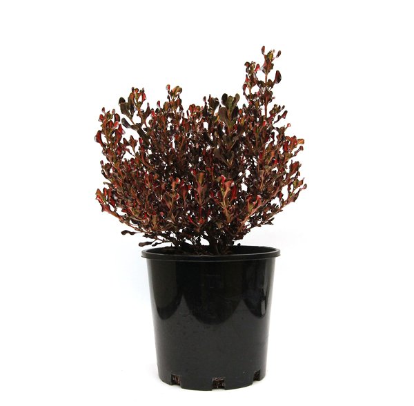 ‘Evening Glow’ Mirror Bush-Coprosma repens ‘Evening Glow’