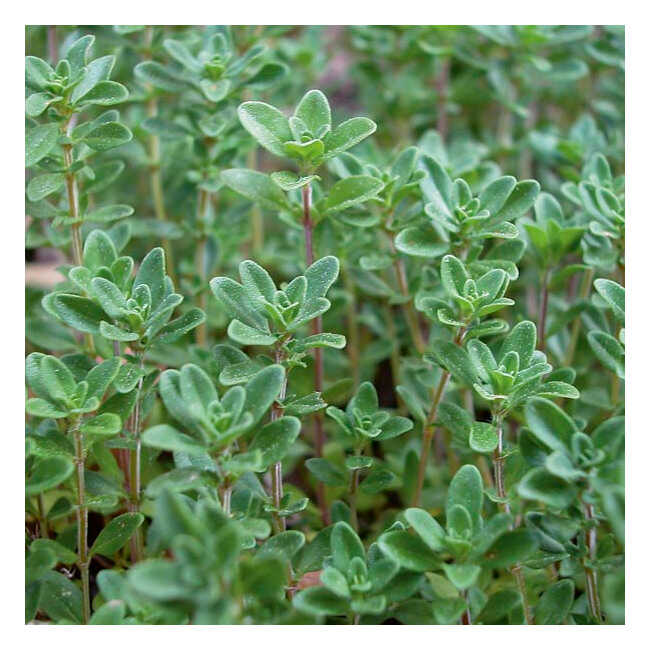 Common Thyme Packet 10g Seeds (Thymus vulgaris)