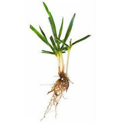 Tall Fescue BIZEM 1kg (Festuca Arundinacea 'Bizem') Seed